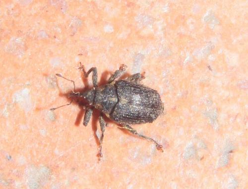 Réf. 284 949 : Ceutorhynchus pallidactylus